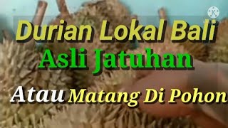 DURIAN LOKAL MATANG JATUHAN, RASA DAN KWALITAS BERSAING