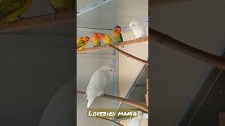 lovebird koloni mini aviary