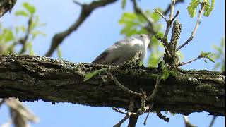 White-breasted Nuthatch