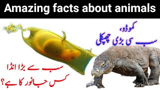 Interesting facts around the World || Amazing facts about animals || Animal Facts || Hidden secrets