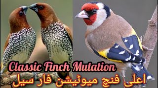 Finch Price list | Price of Finch bird | Prices of finches Pakistan 2022 | Khan Birds Collection