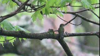 Ruby-throated Hummingbird