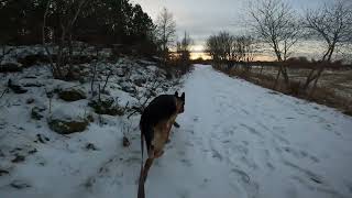 German shepherd on walk. Eros på tur. 05.12.2024. welcome to a walk in winterland  part 1.