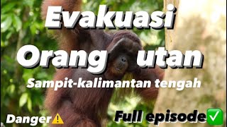 🔴Episode spesial RESCUE⚠️Orang Utan di bandara H asan Sampit-kalteng berhasil dievakuasi😱FULL VIDEO