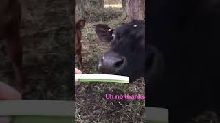 Moo Moos Try Celery