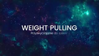 Amstaff - Weight Pulling (Przyzwyczajanie do szelek)