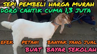 Update Harga Kambing Hari ini di pasar hewan Lodoyo-Blitar.selasa, 16 Agustus 2022.