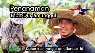 Penanaman Bibit Durian unggul, durian hitam yang disemaikan dari biji.