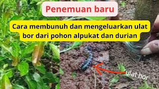 penemuan baru cara membunuh dan memgeluarkan ulat bor yang merusak dalam pohon durian dan alpukat