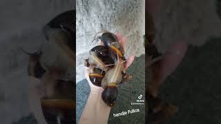 Lissachatina Fulica een hand vol 💕