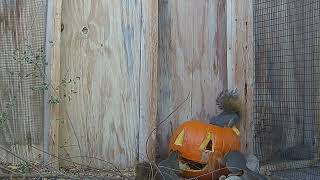 Fox Squirrel Patients Meet Jack....O'Lantern - October 2022