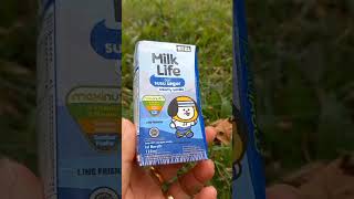 Minuman dari susu segar~Milk Life #shortvideo