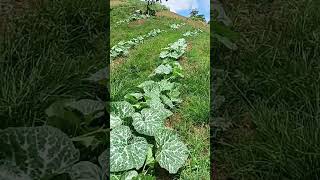 Squash plants.#agricoolture #highlights #appleorchard #farming #rarefruitgrowing