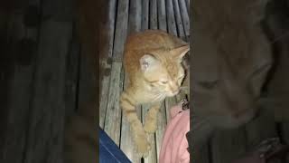 Si oyen kucing jalanan yang jinak part⁴