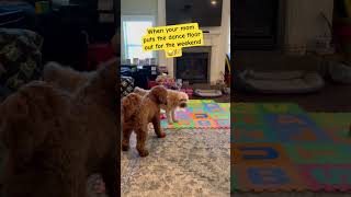 THE WEEKEND! Doodle Doggie Tales- Part 48 “Party for the Weekend”#pets #shortsfeed #fyp #shorts