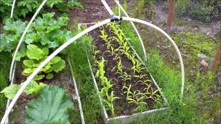 Vegetable Garden Update Week 7