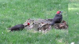 Pileated Woodpeckers wide view