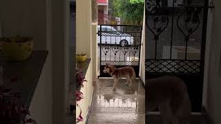 Rain rain go away and let me go for a walk 🐶 #husky #dog #rain