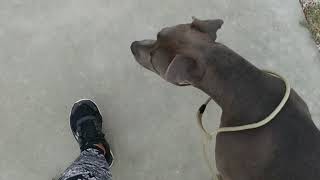 Attempting to Walk My GSD & American Pitbull Terrier with Phone in Hand (Part 1)