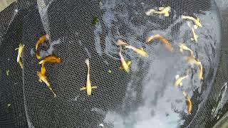 24k golden guppy fish for sale.