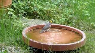 Mönchsgrasmücke Weibchen badet