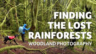 Finding the Lost Rainforests - Woodland Photography