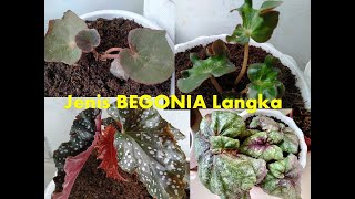 3 jenis Begonia langka koleksi terbaru saya