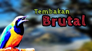 tembakan cililin brutal full gacor