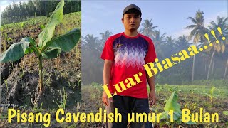 Cara Perawatan Pisang Cavendish umur 1 Bulan