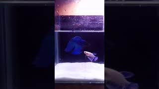 Blue longtail betta pair