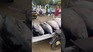 tuna sirip kuning #tuna #ikantuna #ikan #shorts #shortvideo