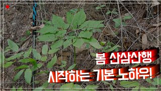 [산삼 찾는 방법 4]봄 산삼 산행(심산행)은 요렇게 한다. 심마니 노하우 전격 공개!