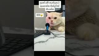 The Best Funny Cat Videos#miksyard