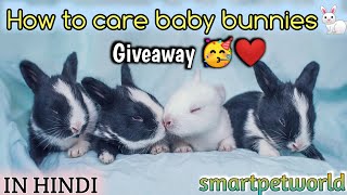 How to care baby bunnies 🐰❤️ ll New born 7days 🐇 ll Giveaway 🥳