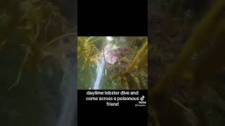 Daytime lobster dive and come in accros a Poisonous Fish!!! #freedive #fish #underwater #sculpin #v