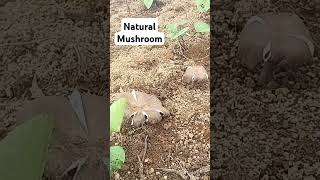 Natural Mushroom #agricoolture #farming #highlights