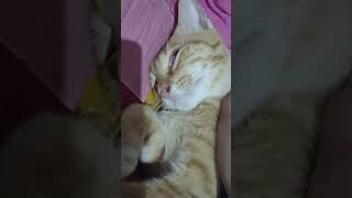 Kucing tidur #shorts