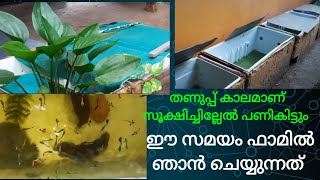 തണുപ്പകാലമാണ് ഈ സമയം ഫാമിൽ മീനുകൾക്കു ഞാൻ ചെയ്യുന്നത് //#guppies caring//#farm video