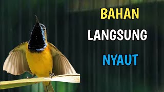 PANCINGAN SOGON BAHAN JAMINAN LANGSUNG NYAUT, PANCINGAN SOGOK ONTONG