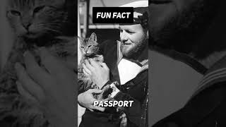 Fun Fact:🐱🚢 What a fun time to be a salior! #shorts #viral #facts #history #cats