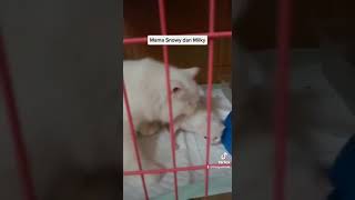 Mama Snowy dan anak nya😂