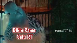 Perkutut Lokal Gacor Asli Randublatung Blora sangat cocok untuk pancingan