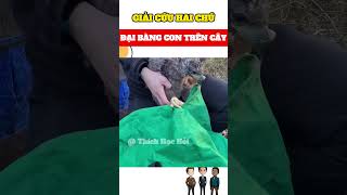 GIẢI CỨU HAI CHÚ ĐẠI BÀNG CON TRÊN CÂY #trending #tintuc #phimhay #reviewphim #giaitri #animals