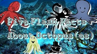 Five Flash Facts About The Amazing Octopus