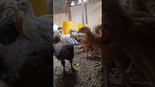 ayam kampung yang paling cepat besar saat ini #ayam #peluangusaha