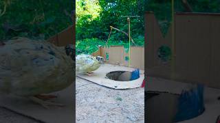 DIY Quail Trap Amazing using hole Creative #shorts