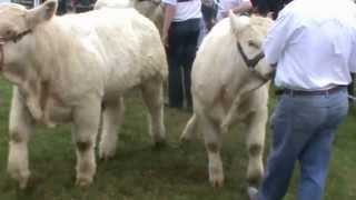 Tullamore Show 2013