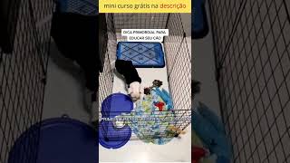 dicas pra adestrar seu cachorro filhote