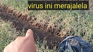 petani bawang merah desa Wonorejo mengeluh terserang virus