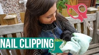 Nail Clipping Skittish Guinea Pigs ft. Roxy